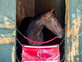 Tepin is the standout runner in the Woodbine Mile but is she unbeatable?
